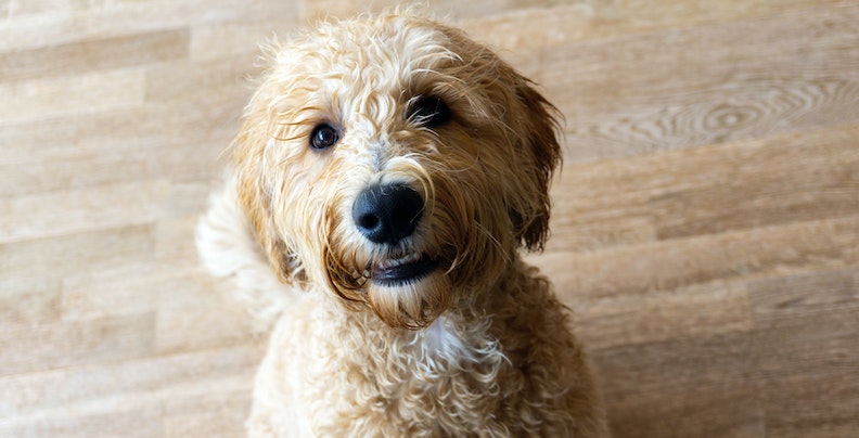Cocker Spaniel